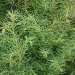 Cryptomeria japonica 'Elegans Viridis'
