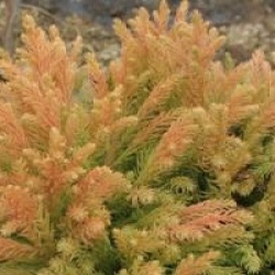Cryptomeria globosa nana