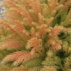 Cryptomeria japonica 'Globosa Nana'