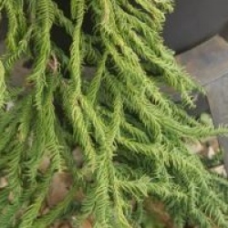 Cryptomeria japonica 'Rasen-sugi' - Cryptomeria Rasen-sugi