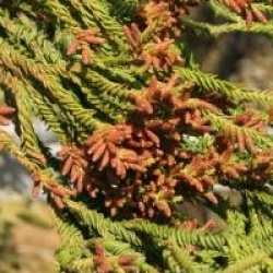 Cryptomeria japonica 'Rasen-sugi'