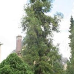 Cryptomeria japonica 'Rasen-sugi'