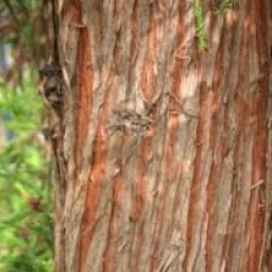 Cryptomeria japonica 'Rasen-sugi'