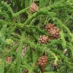 Cryptomeria japonica 'Rasen-sugi'