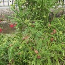 Cryptomeria japonica 'Rasen-sugi'