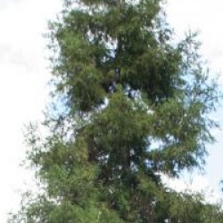 Cryptomeria japonica 'Rasen-sugi'