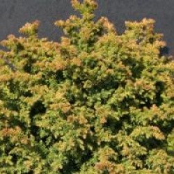 Cryptomeria Vilmoriana