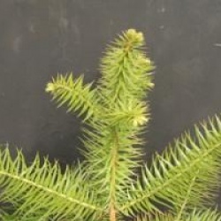 Cunninghamia lanceolata 