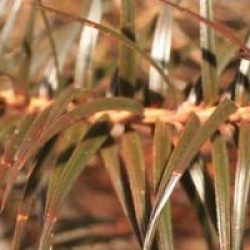 Cunninghamia lanceolata 