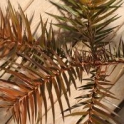 Cunninghamia lanceolata 