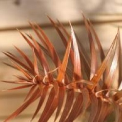 Cunninghamia lanceolata 