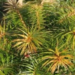 Cunninghamia lanceolata 