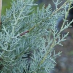 Cupressus arizonica var. glabra 'Fastigiata' - Cypr�s de l'Arizona fastigi�