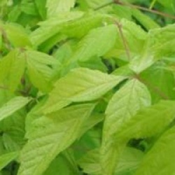 Acer negundo 'Kelly's Gold'