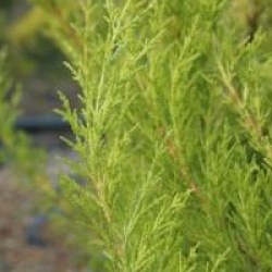 Cupressus macrocarpa 'Goldcrest'