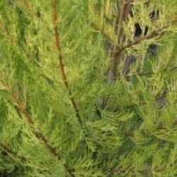 Cupressus macrocarpa 'Goldcrest'