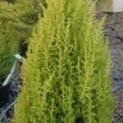 Cupressus macrocarpa Golden Torch � 'Mincup' cov