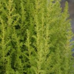 Cupressus macrocarpa Golden Torch � 'Mincup' cov