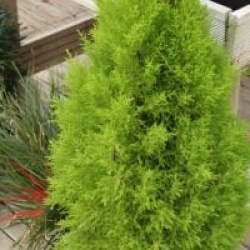 Cupressus macrocarpa 'Wilma' - Cypr�s Wilma