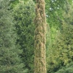 Cupressus macrocarpa 'Swane's Gold' - Cypr�s d'Italie dor�