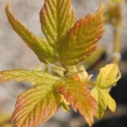 Acer negundo 'Kelly's Gold'