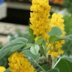 Argyrocytisus battandieri - Gen�t ananas
