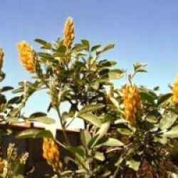 Argyrocytisus battandieri