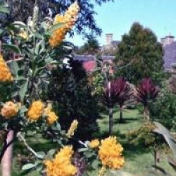 Argyrocytisus battandieri