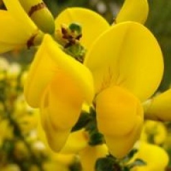 Cytisus 'Lunagold' - Gen�t � balai Lunagold