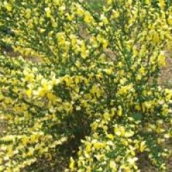 Cytisus 'Luna'
