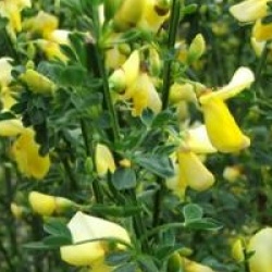 Cytisus 'Luna'