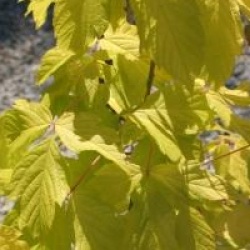 Acer negundo 'Kelly's Gold' - �rable negundo dor�