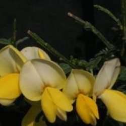 Cytisus 'Luna'