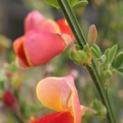 Cytisus 'Palette'