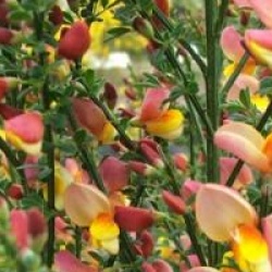 Cytisus 'La Coquette' - Gen�t hybride la Coquette