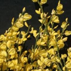 Gen�t hybride jaune