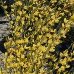 Cytisus x praecox 'Allgold'