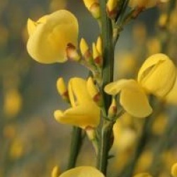Cytisus x praecox 'Allgold'