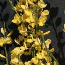 Cytisus x praecox 'Allgold'