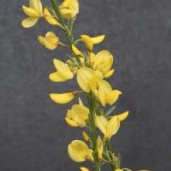 Cytisus x praecox 'Allgold'