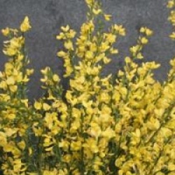 Cytisus x praecox 'Allgold'