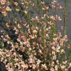 Cytisus 'Zeelandia' - Gen�t Zeelandia