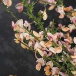 Cytisus 'Zeelandia'