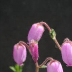 Daboecia cantabrica  - Bruy�re de Saint Daboec