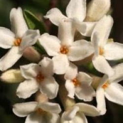 Daphne caucasica - Daphn� du Caucase