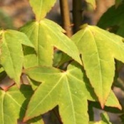 Acer oliverianum - �rable oliverianum
