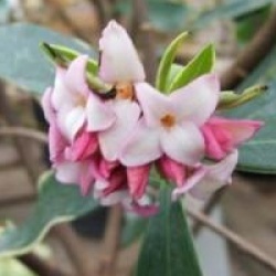 Daphne odora 'Aureomarginata' - Daphn� du Japon panach�