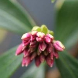 Daphne odora 'Aureomarginata'