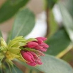 Daphne odora 'Aureomarginata'