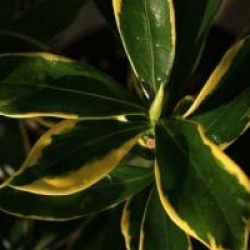 Daphne odora 'Aureomarginata'